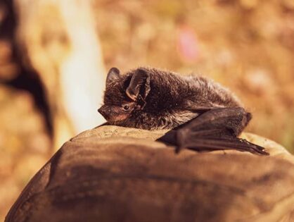 Here’s How to Get Rid of Your Bat Problem in Your Home (VIDEO)