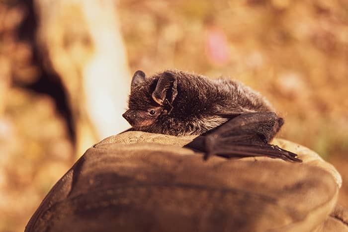 property-records-of-minnesota-bat-problem (1) - 1 (800) 880-7954