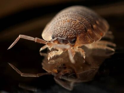 Easy Way to Get Rid of Bed Bugs Permanently (VIDEO)