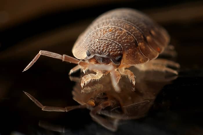 property-records-of-minnesota-bed-bugs (1) - 1 (800) 880-7954
