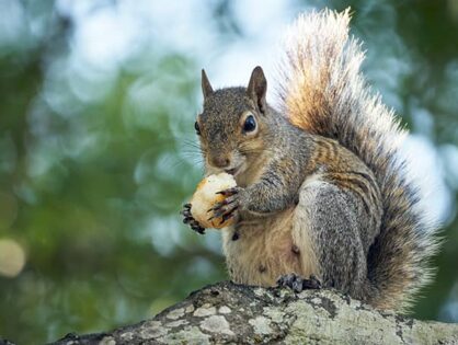 How to Keep Squirrels Out of Your Home for Good (VIDEO)