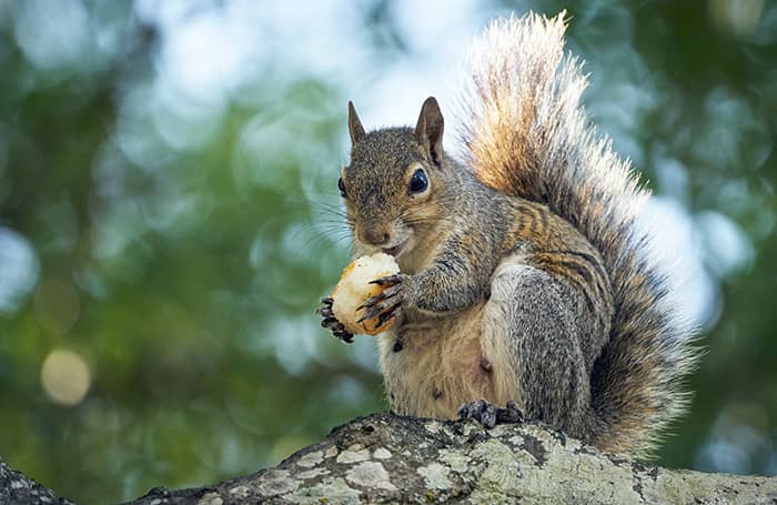 property-records-of-minnesota-squirrels-home (1) - 1 (800) 880-7954