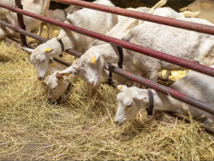 The Changing Landscape of Minnesota’s Farmland Real Estate