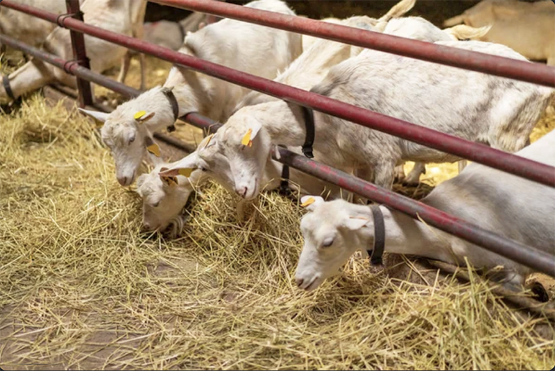 The Changing Landscape of Minnesota's Farmland Real Estate - 1 (800) 880-7954