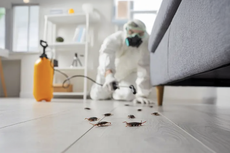 Get Rid of Bugs From Your Home and How to Keep Them Out (VIDEO) - Property Records of Minnesota